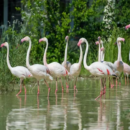Bungalows In Hallschlag Am Kronenburger See Mit Terrasse Hallschlag