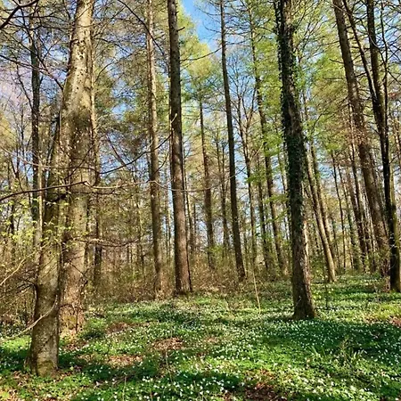 Bungalows In Hallschlag Am Kronenburger See Mit Terrasse *