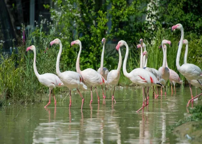 Kronenburger Comfort Hallschlag